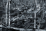 Bernhard Saalfeld - DSC00470 -1